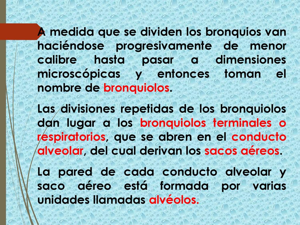 A medida que se dividen los bronquios van haciéndose progresivamente de menor calibre hasta pasar a dimensiones microscópicas y entonces toman el nombre de bronquiolos.