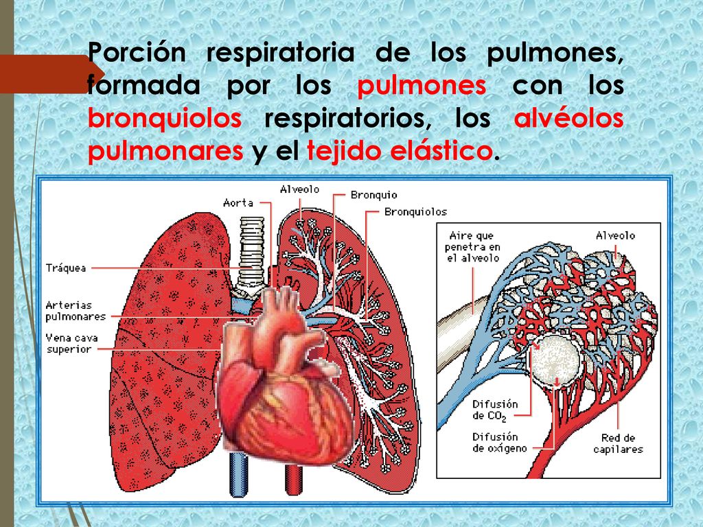 Porción respiratoria de los pulmones, formada por los pulmones con los bronquiolos respiratorios, los alvéolos pulmonares y el tejido elástico.