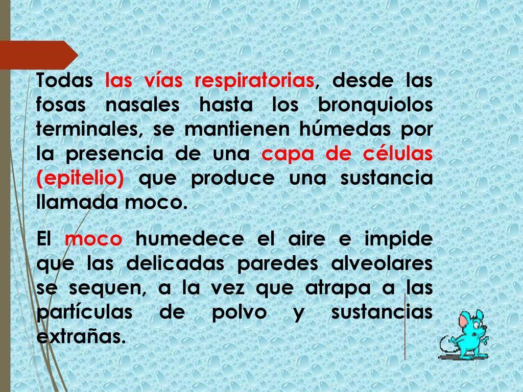 Todas las vías respiratorias, desde las fosas nasales hasta los bronquiolos terminales, se mantienen húmedas por la presencia de una capa de células (epitelio) que produce una sustancia llamada moco.