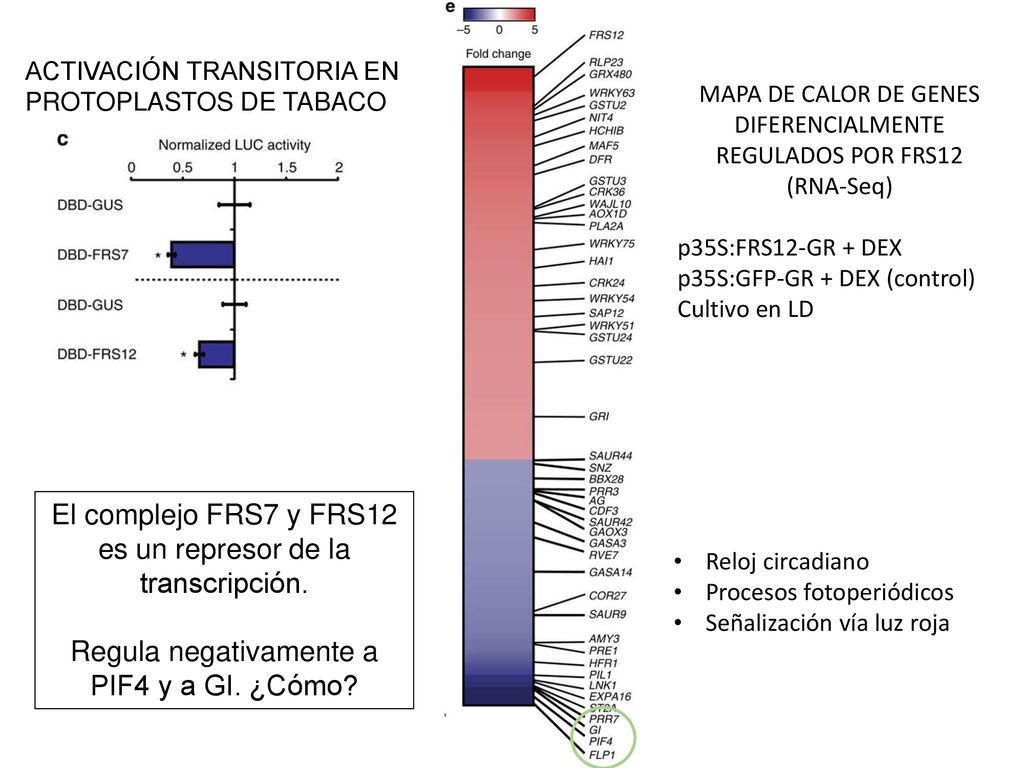 El complejo FRS7 y FRS12 es un represor de la transcripción.