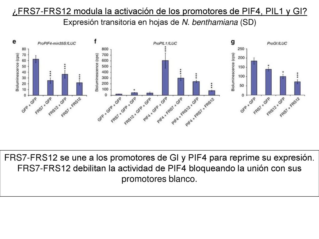 ¿FRS7-FRS12 modula la activación de los promotores de PIF4, PIL1 y GI
