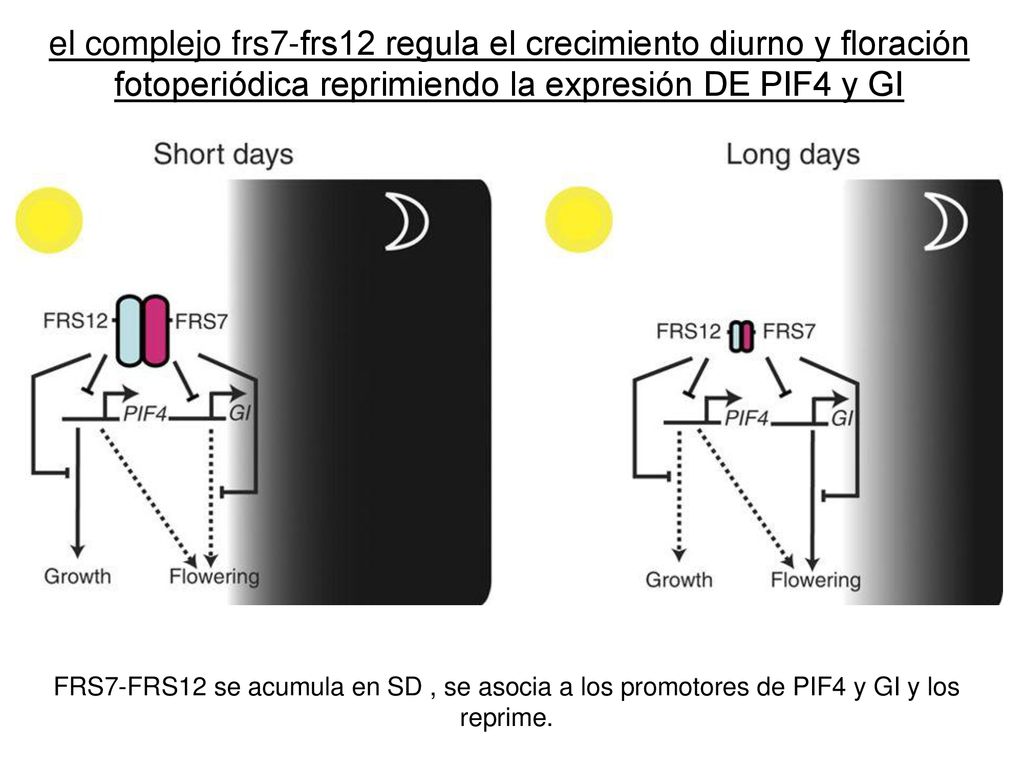 el complejo frs7-frs12 regula el crecimiento diurno y floración fotoperiódica reprimiendo la expresión DE PIF4 y GI