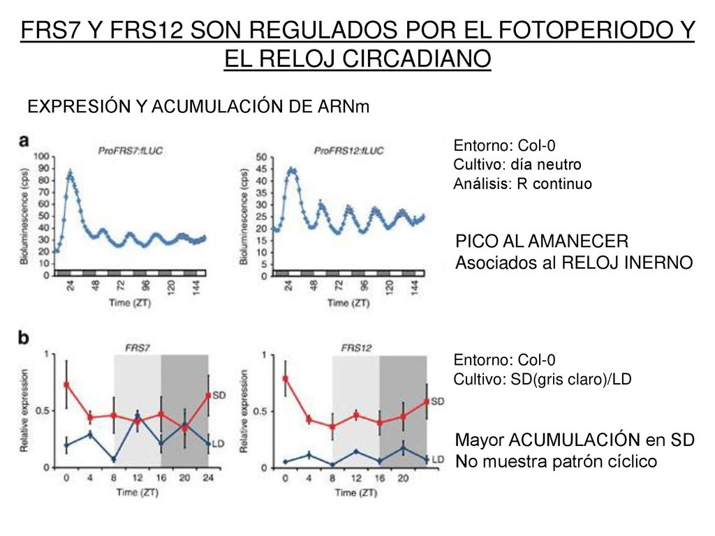 FRS7 Y FRS12 SON REGULADOS POR EL FOTOPERIODO Y EL RELOJ CIRCADIANO
