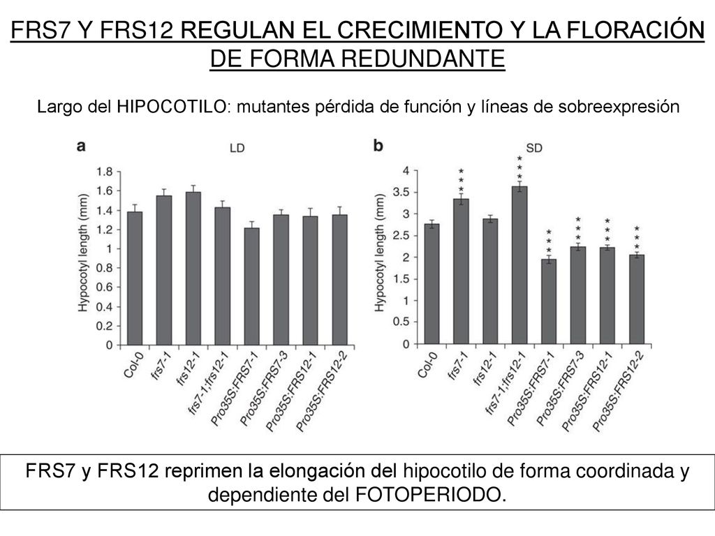 FRS7 Y FRS12 REGULAN EL CRECIMIENTO Y LA FLORACIÓN DE FORMA REDUNDANTE