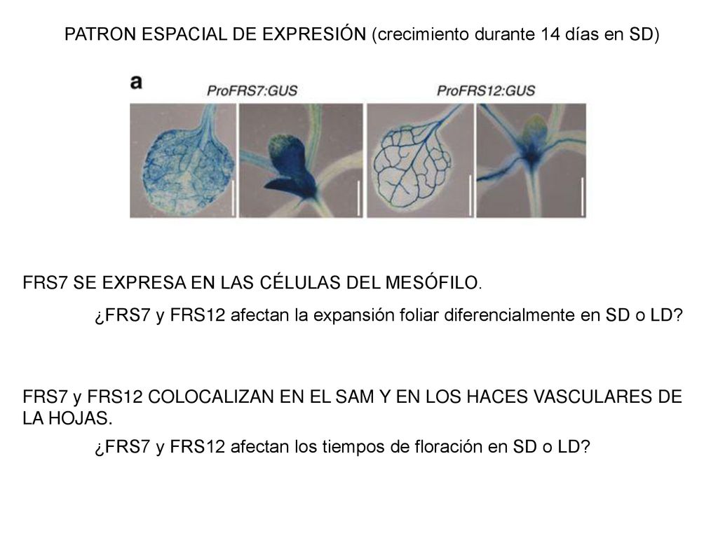 PATRON ESPACIAL DE EXPRESIÓN (crecimiento durante 14 días en SD)