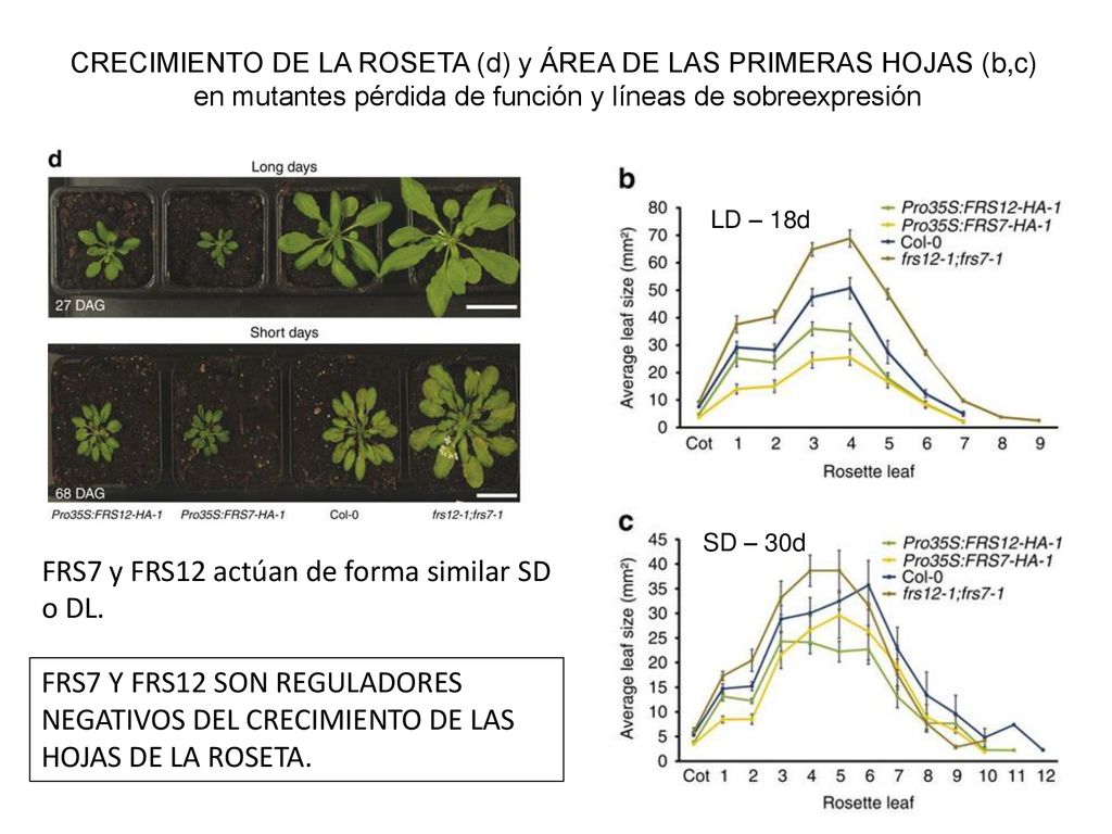 FRS7 y FRS12 actúan de forma similar SD o DL.