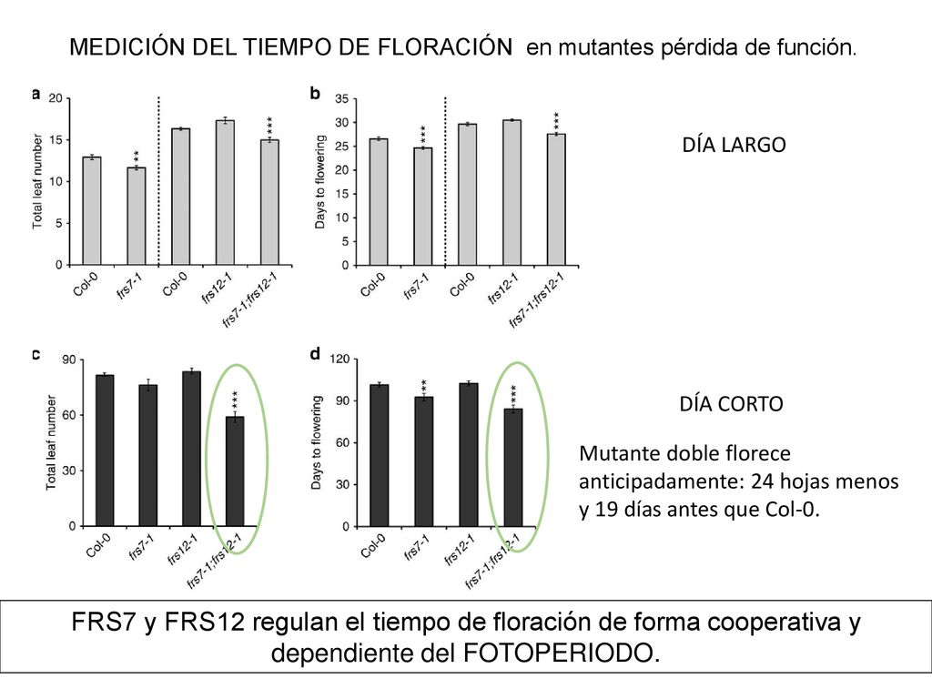 MEDICIÓN DEL TIEMPO DE FLORACIÓN en mutantes pérdida de función.
