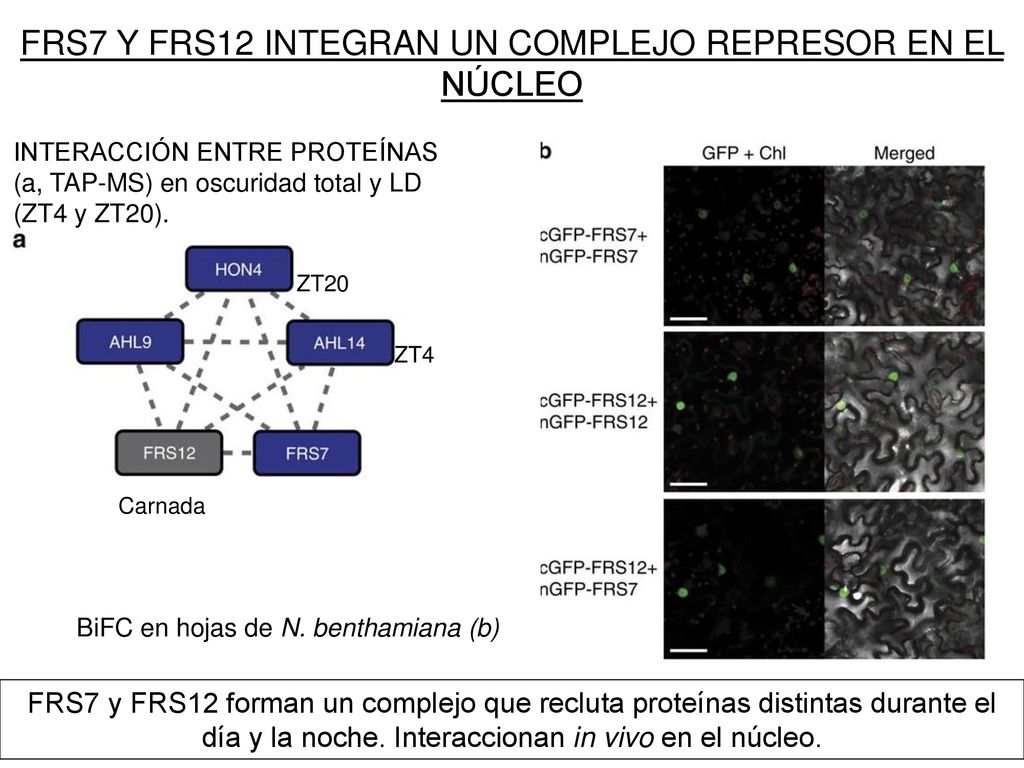 FRS7 Y FRS12 INTEGRAN UN COMPLEJO REPRESOR EN EL NÚCLEO