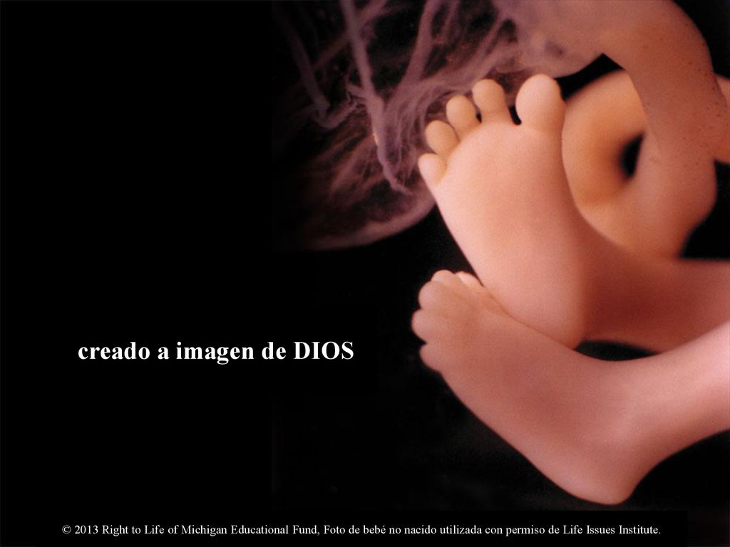 creado a imagen de DIOS © 2013 Right to Life of Michigan Educational Fund, Foto de bebé no nacido utilizada con permiso de Life Issues Institute.