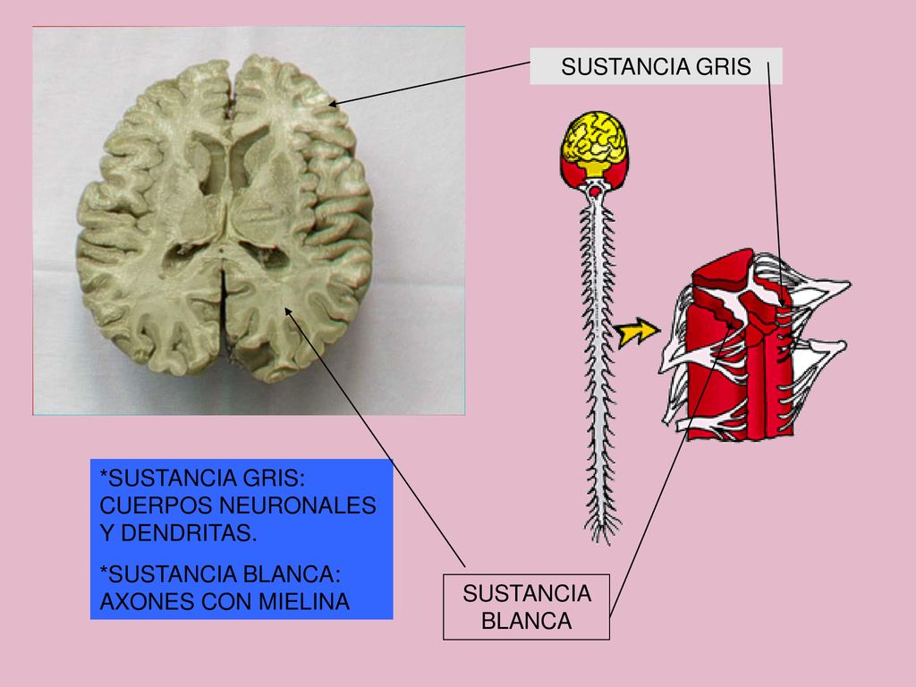 SUSTANCIA GRIS *SUSTANCIA GRIS: CUERPOS NEURONALES Y DENDRITAS. *SUSTANCIA BLANCA: AXONES CON MIELINA.