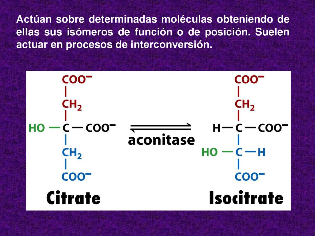 Actúan sobre determinadas moléculas obteniendo de ellas sus isómeros de función o de posición.