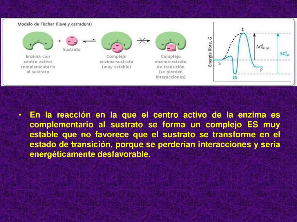 En la reacción en la que el centro activo de la enzima es complementario al sustrato se forma un complejo ES muy estable que no favorece que el sustrato se transforme en el estado de transición, porque se perderían interacciones y sería energéticamente desfavorable.