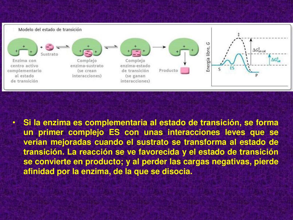 Si la enzima es complementaria al estado de transición, se forma un primer complejo ES con unas interacciones leves que se verían mejoradas cuando el sustrato se transforma al estado de transición.