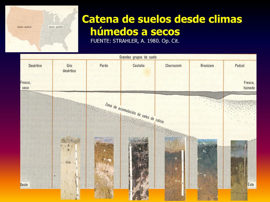 Catena de suelos desde climas húmedos a secos FUENTE: STRAHLER, A Op. Cit.