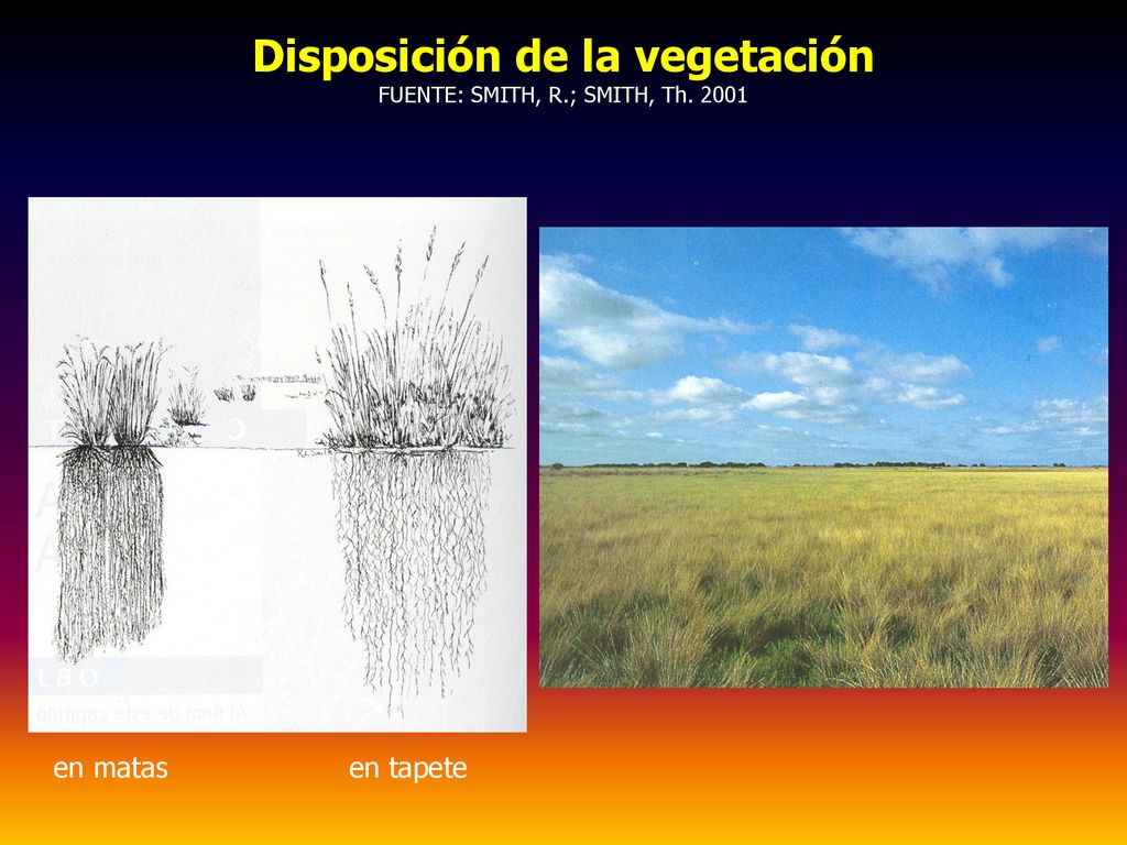 Disposición de la vegetación FUENTE: SMITH, R.; SMITH, Th. 2001