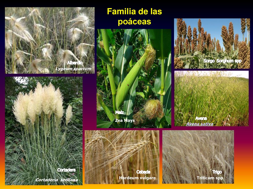 Avena sativa. Familia de las poáceas Sorgo Sorghum spp Albardín