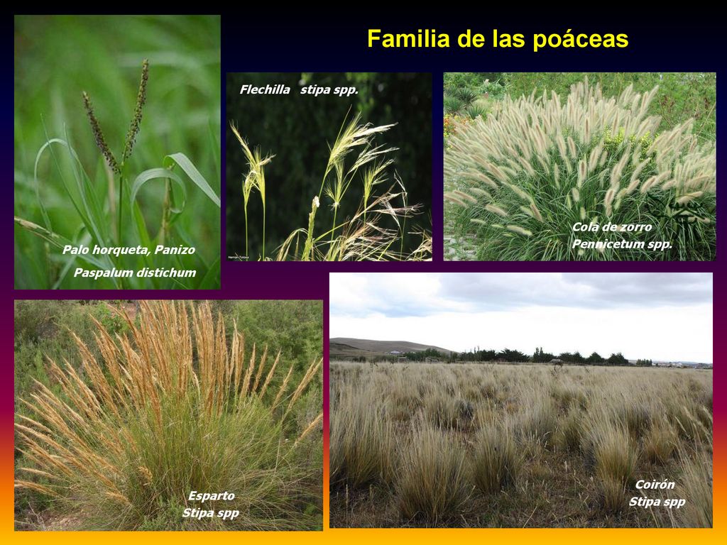 Familia de las poáceas Flechilla stipa spp. Cola de zorro
