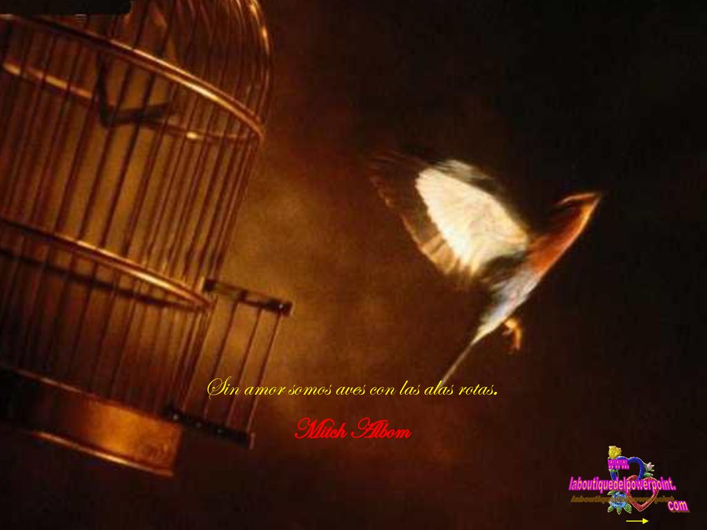 Sin amor somos aves con las alas rotas. Mitch Albom