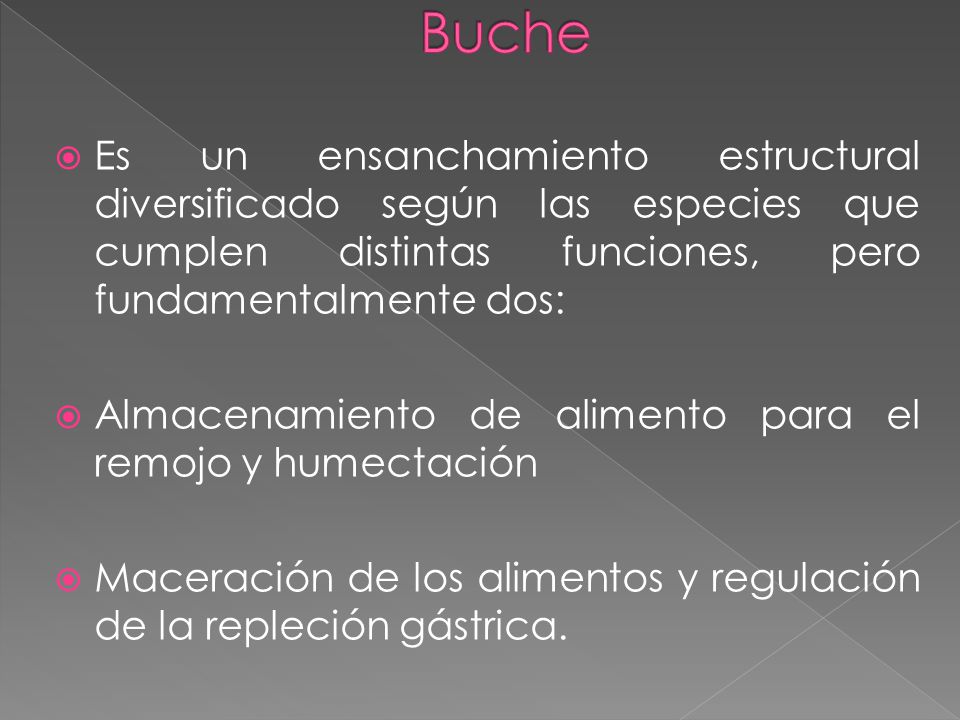 Buche Es un ensanchamiento estructural diversificado según las especies que cumplen distintas funciones, pero fundamentalmente dos: