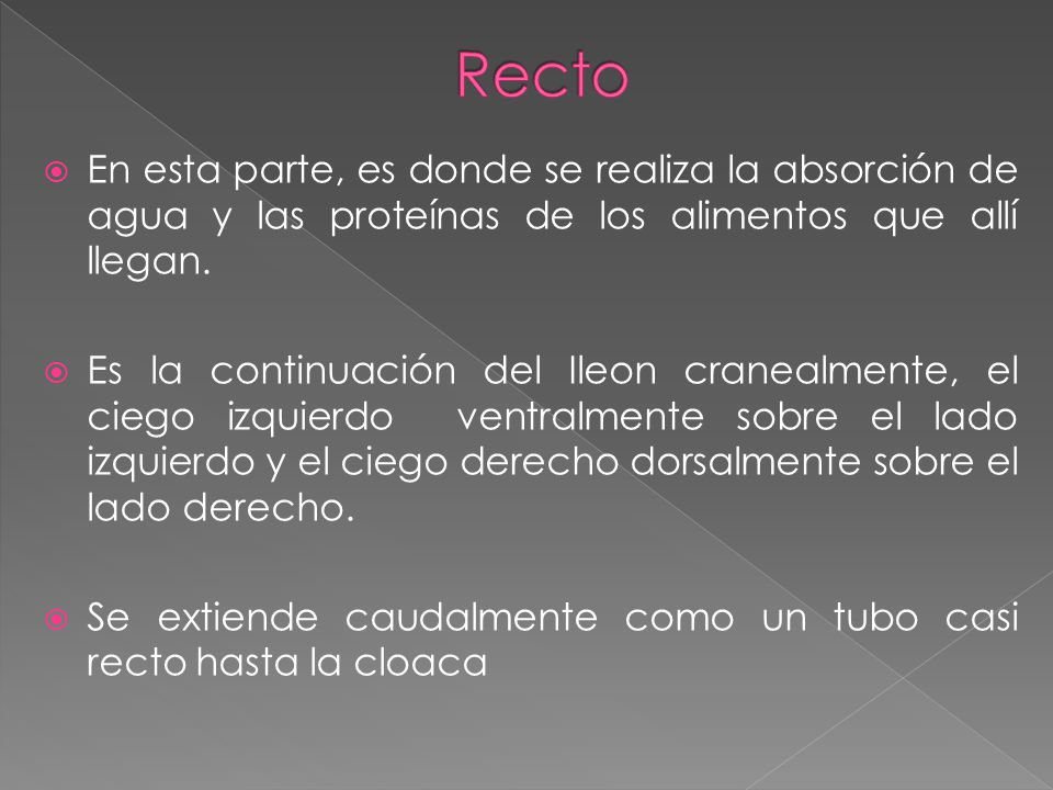 Recto En esta parte, es donde se realiza la absorción de agua y las proteínas de los alimentos que allí llegan.