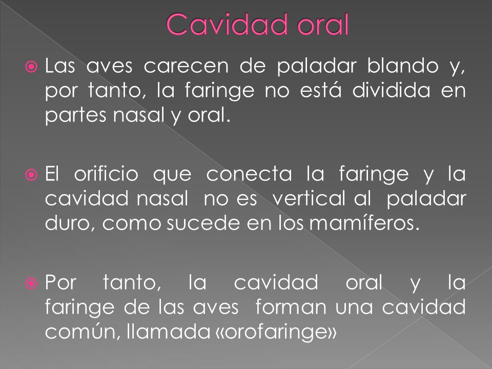 Cavidad oral Las aves carecen de paladar blando y, por tanto, la faringe no está dividida en partes nasal y oral.