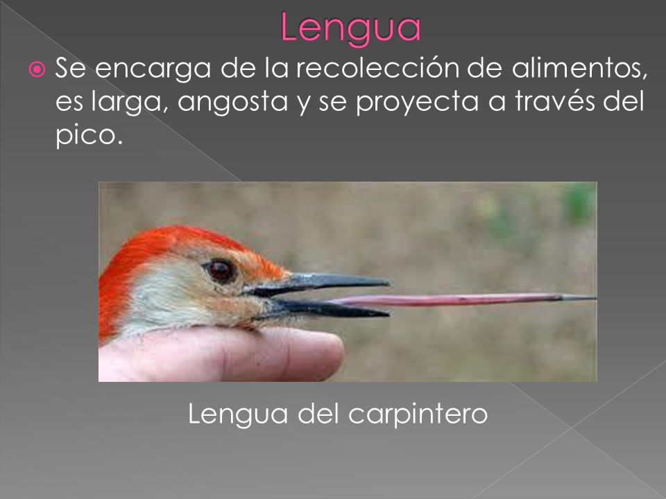 Lengua Se encarga de la recolección de alimentos, es larga, angosta y se proyecta a través del pico.