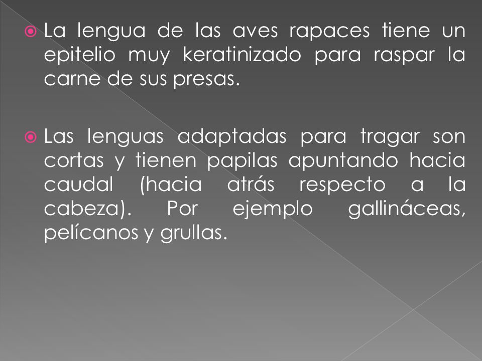 La lengua de las aves rapaces tiene un epitelio muy keratinizado para raspar la carne de sus presas.