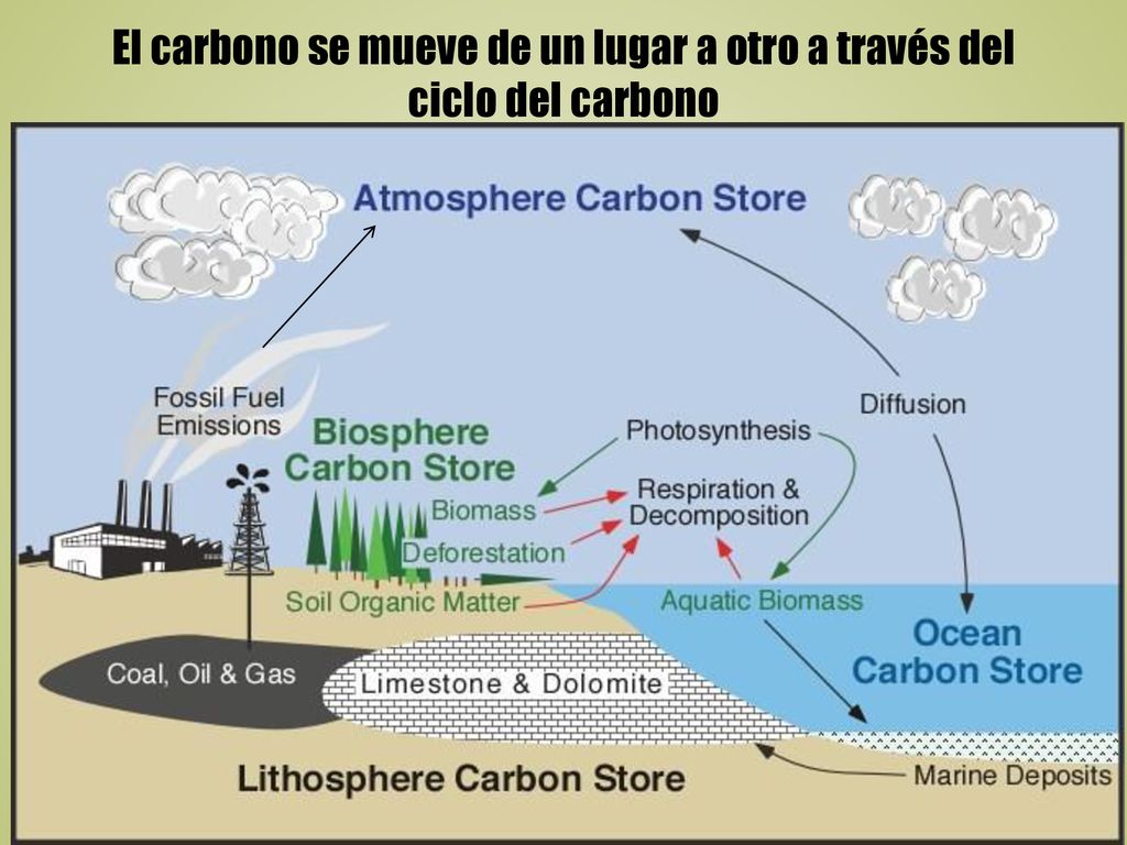 El carbono se mueve de un lugar a otro a través del ciclo del carbono