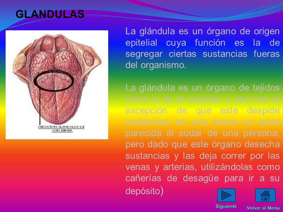 GLANDULAS La glándula es un órgano de origen epitelial cuya función es la de segregar ciertas sustancias fueras del organismo.