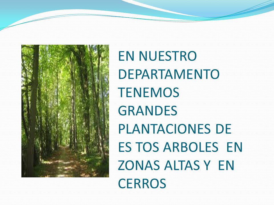 EN NUESTRO DEPARTAMENTO TENEMOS GRANDES PLANTACIONES DE ES TOS ARBOLES EN ZONAS ALTAS Y EN CERROS