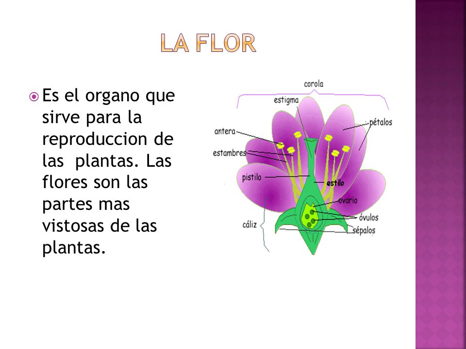 La flor Es el organo que sirve para la reproduccion de las plantas.