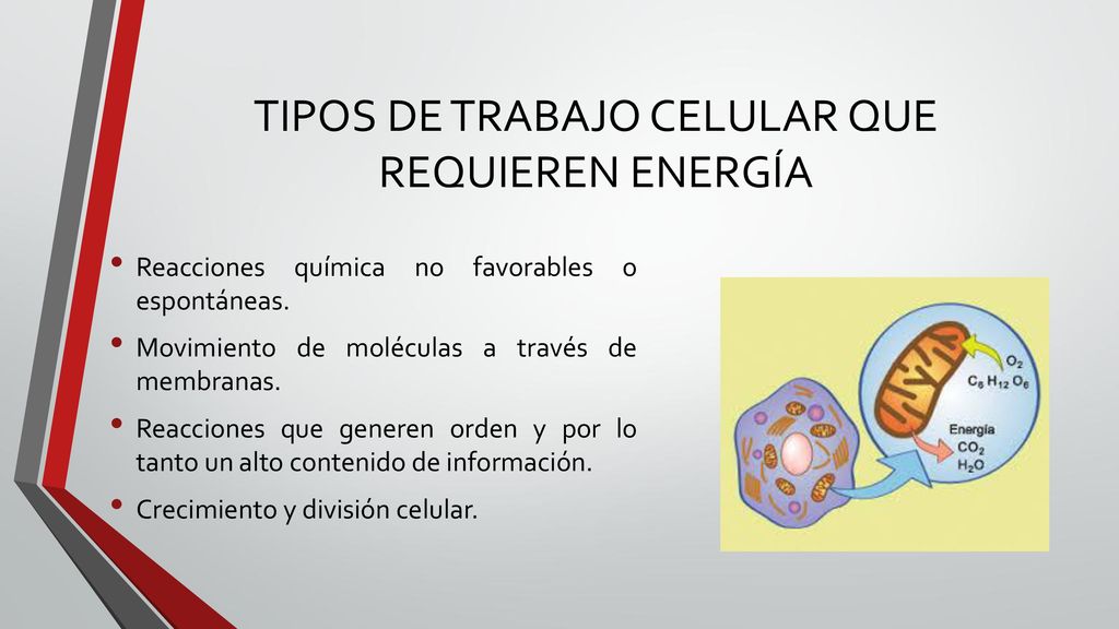 TIPOS DE TRABAJO CELULAR QUE REQUIEREN ENERGÍA