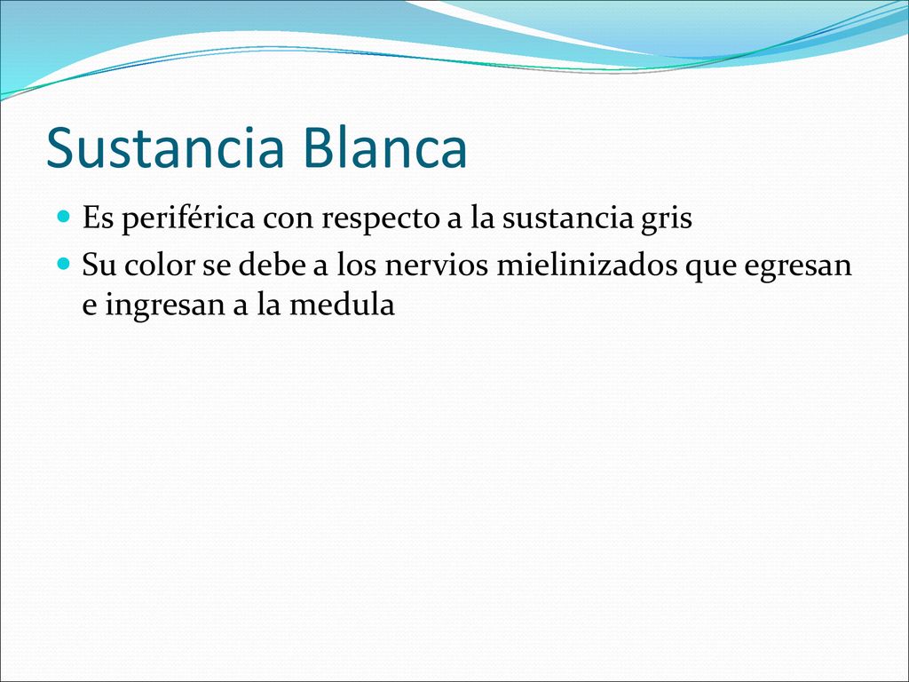 Sustancia Blanca Es periférica con respecto a la sustancia gris