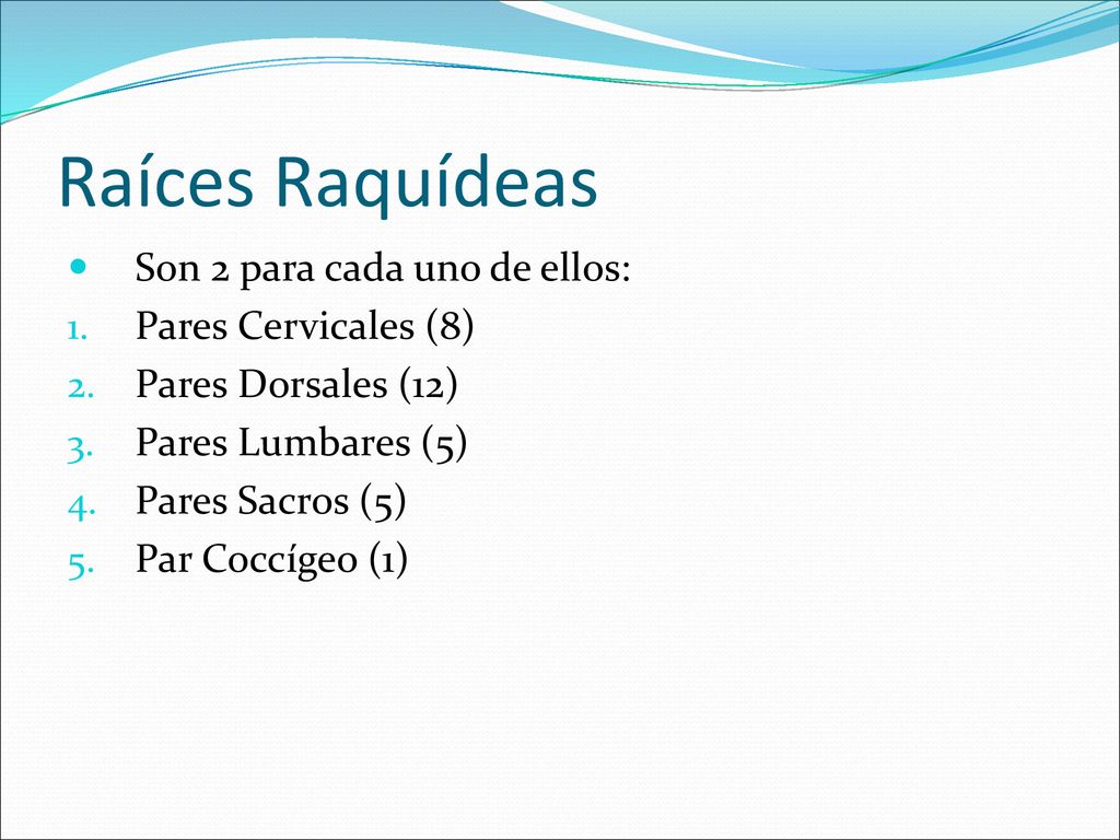 Raíces Raquídeas Son 2 para cada uno de ellos: Pares Cervicales (8)