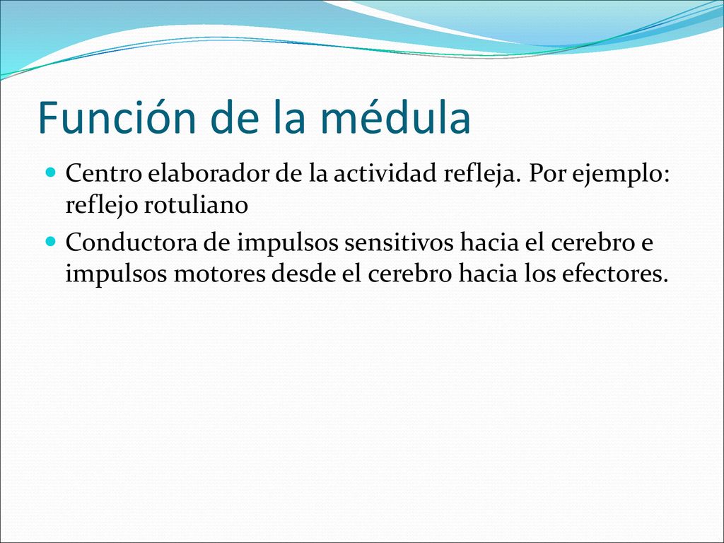 Función de la médula Centro elaborador de la actividad refleja. Por ejemplo: reflejo rotuliano.