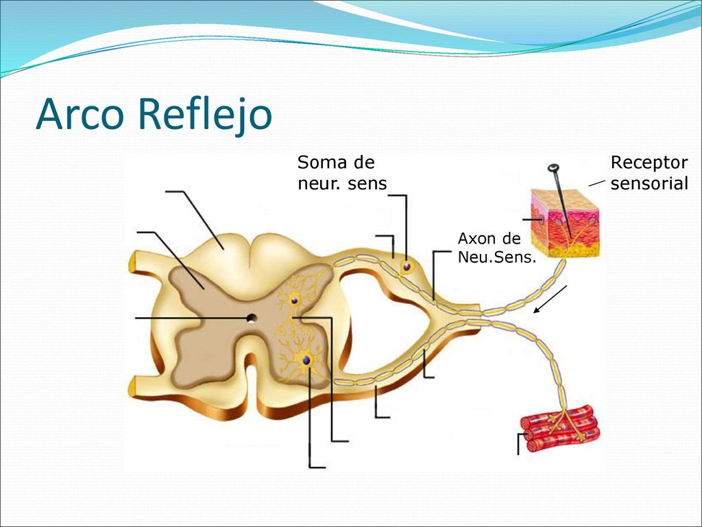 Arco Reflejo Soma de neur. sens Receptor sensorial Axon de Neu.Sens.