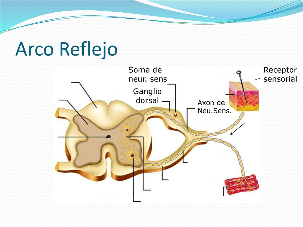 Arco Reflejo Soma de neur. sens Receptor sensorial Ganglio dorsal