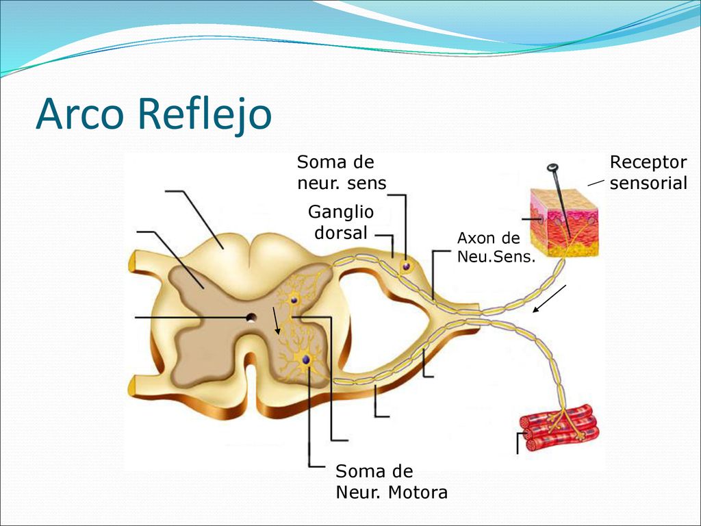 Arco Reflejo Soma de neur. sens Receptor sensorial Ganglio dorsal
