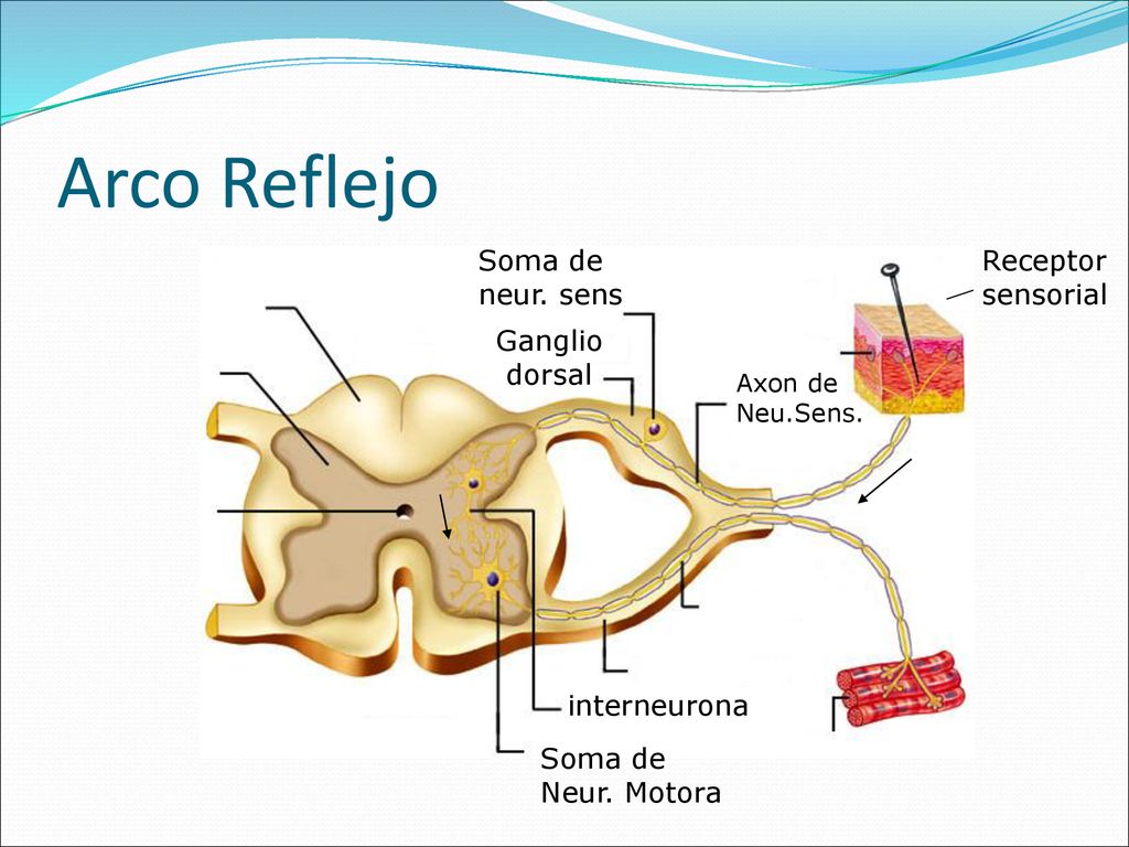 Arco Reflejo Soma de neur. sens Receptor sensorial Ganglio dorsal