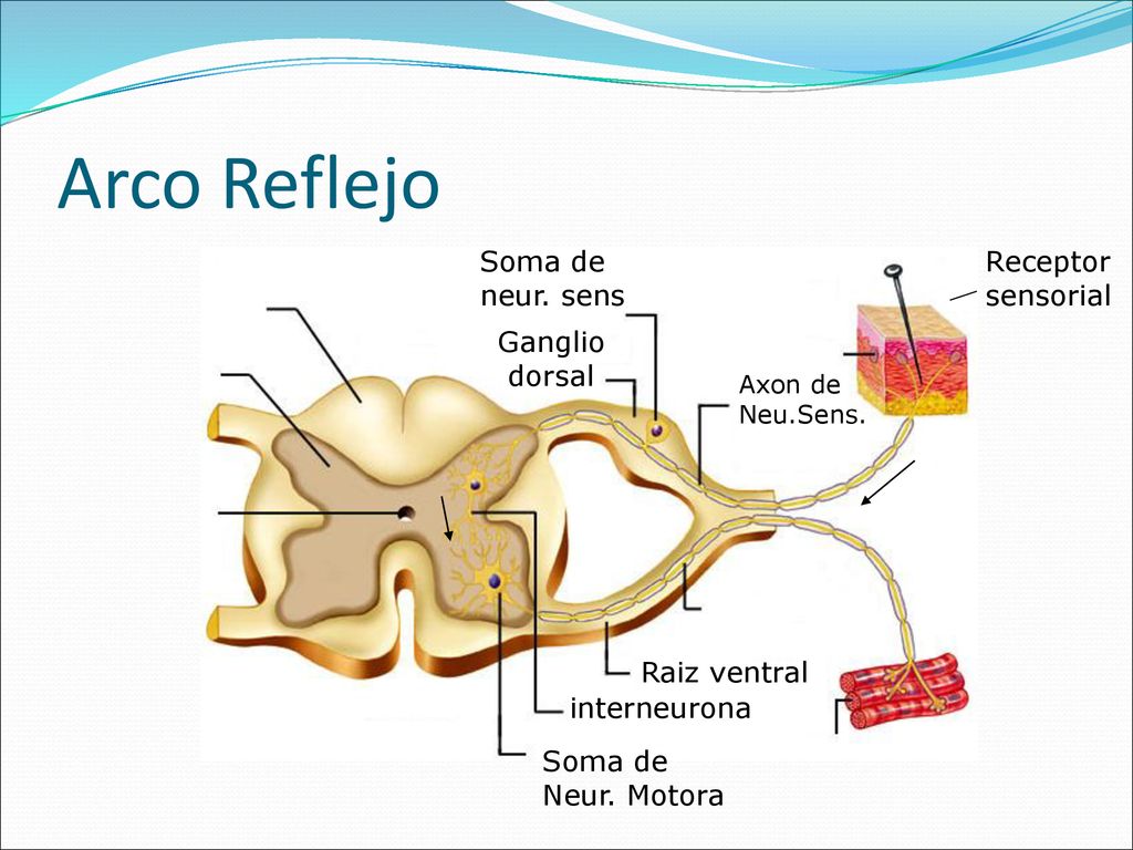 Arco Reflejo Soma de neur. sens Receptor sensorial Ganglio dorsal