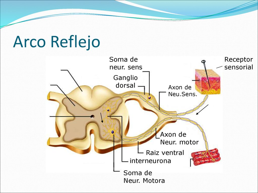 Arco Reflejo Soma de neur. sens Receptor sensorial Ganglio dorsal