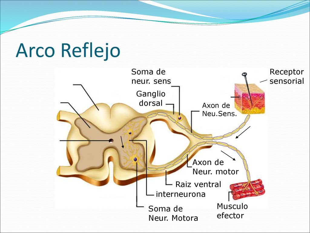 Arco Reflejo Soma de neur. sens Receptor sensorial Ganglio dorsal