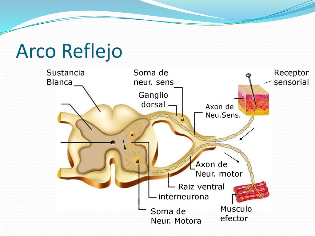 Arco Reflejo Sustancia Blanca Soma de neur. sens Receptor sensorial