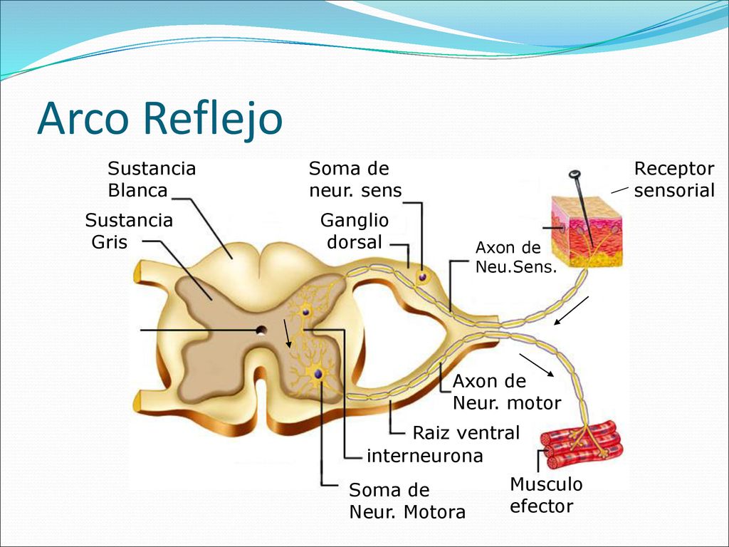 Arco Reflejo Sustancia Blanca Soma de neur. sens Receptor sensorial