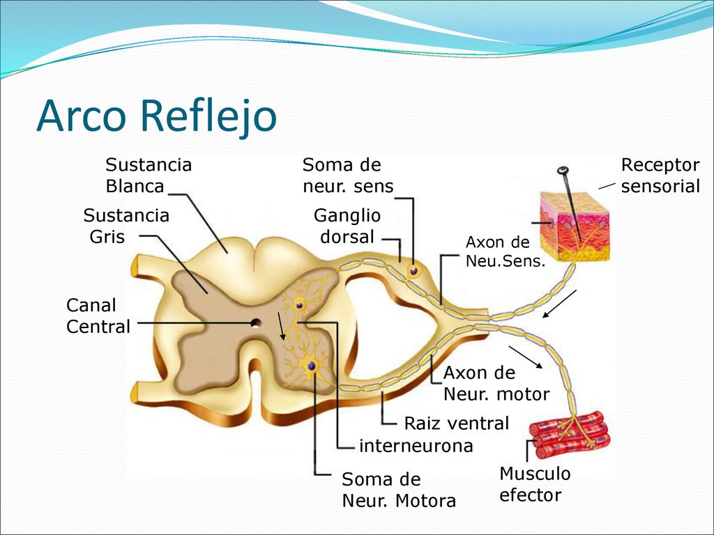 Arco Reflejo Sustancia Blanca Soma de neur. sens Receptor sensorial