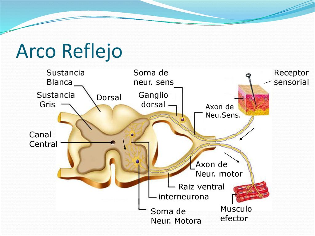 Arco Reflejo Sustancia Blanca Soma de neur. sens Receptor sensorial