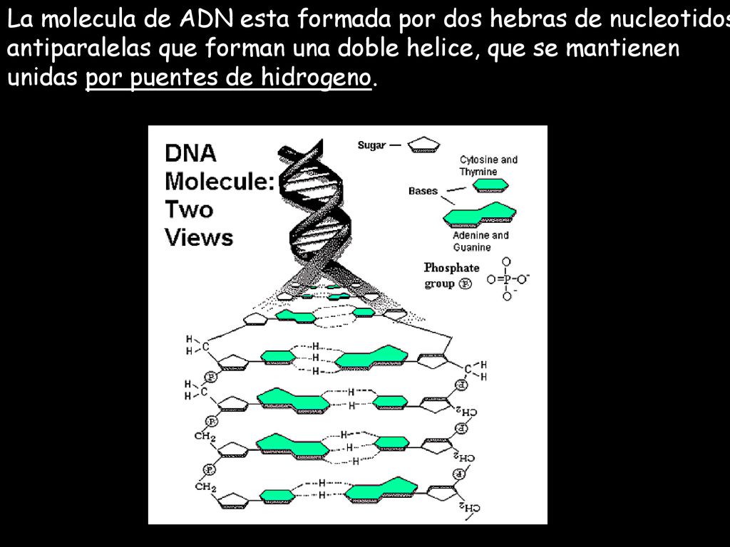 La molecula de ADN esta formada por dos hebras de nucleotidos