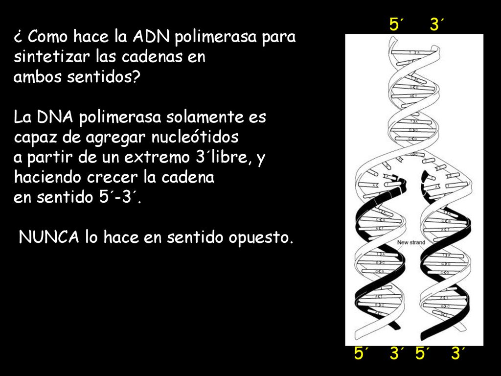 5´ 3´ ¿ Como hace la ADN polimerasa para sintetizar las cadenas en. ambos sentidos La DNA polimerasa solamente es capaz de agregar nucleótidos.