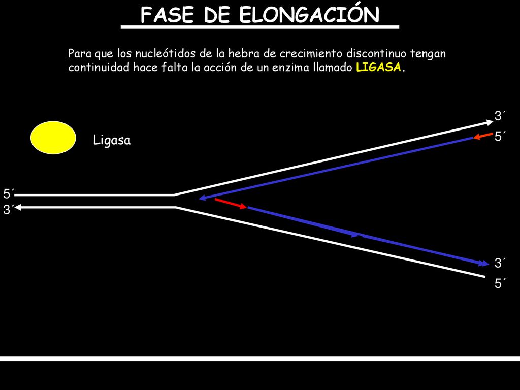 FASE DE ELONGACIÓN 3´ 5´ Ligasa 5´ 3´ 3´ 5´