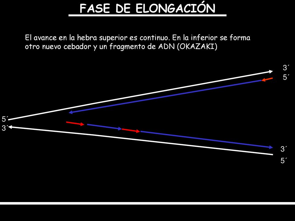 FASE DE ELONGACIÓN El avance en la hebra superior es continuo. En la inferior se forma otro nuevo cebador y un fragmento de ADN (OKAZAKI)